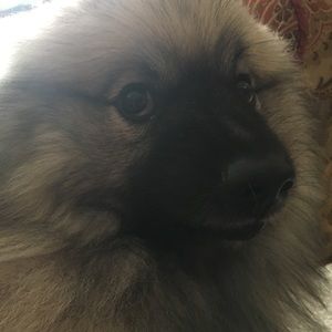 Meet your Posher, Savannah